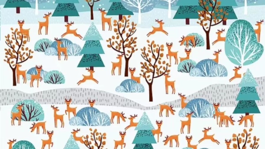 Optical Illusion: Can You Spot the Doe Among the Reindeer in this Image?