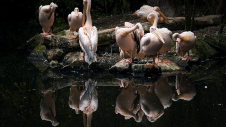 Optical Illusion: Can you save the Pelicans from a Crocodile in 10 Seconds?