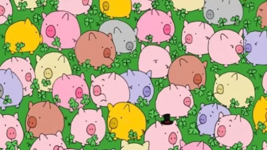 Optical Illusion: Can you spot the four leaf clover among the pigs?