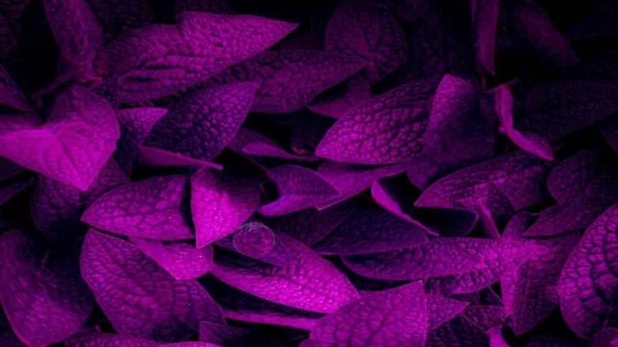Optical Illusion: Can you spot the hidden Purple Cabbage?