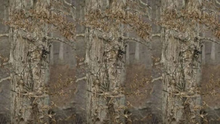 Optical Illusion Challenge: Camouflaging At Best! Do You Notice The Perfectly Camouflaged Sniper In This Image