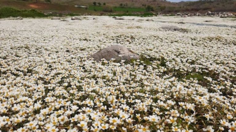 Optical Illusion Challenge: Finding The Honey Bee In This Field Of Flowers Is Not Easy. Do You Want To Try It?