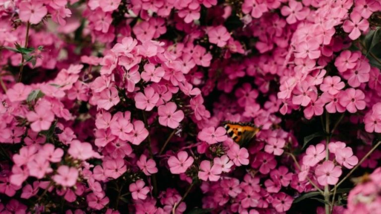 Optical Illusion Challenge: Finding The Hummingbird Among These Flowers Is Not Easy. Do You Want To Try It?