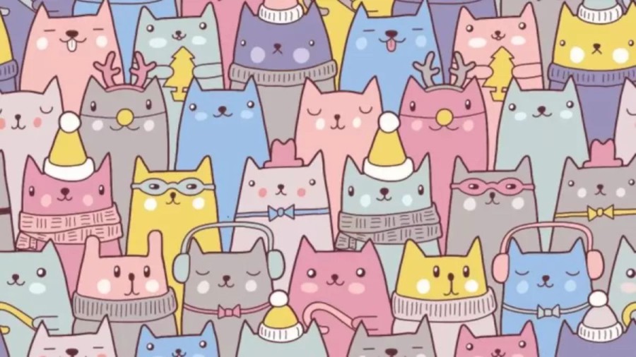 Optical Illusion Challenge: One Of These Cats Is Not Really A Cat. It Is A Bunny. Can You Spot It?