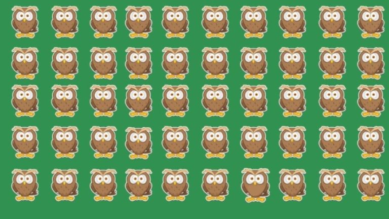 Optical Illusion Challenge: One Of These Owls Is Different From The Rest. Can You Spot The Different Owl?