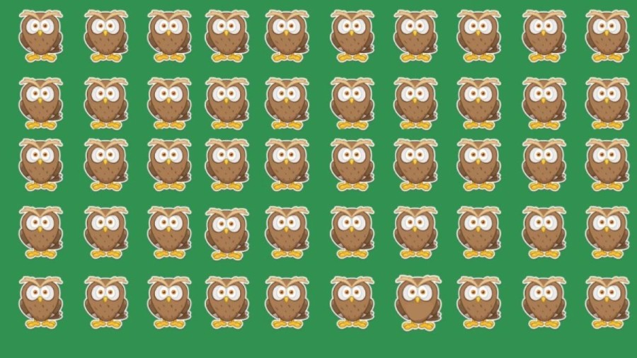 Optical Illusion Challenge: One Of These Owls Is Different From The Rest. Can You Spot The Different Owl?