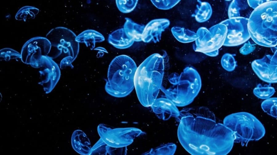 Optical Illusion Challenge: There is a Plastic Bag among the Jellyfish. Can you spot it?