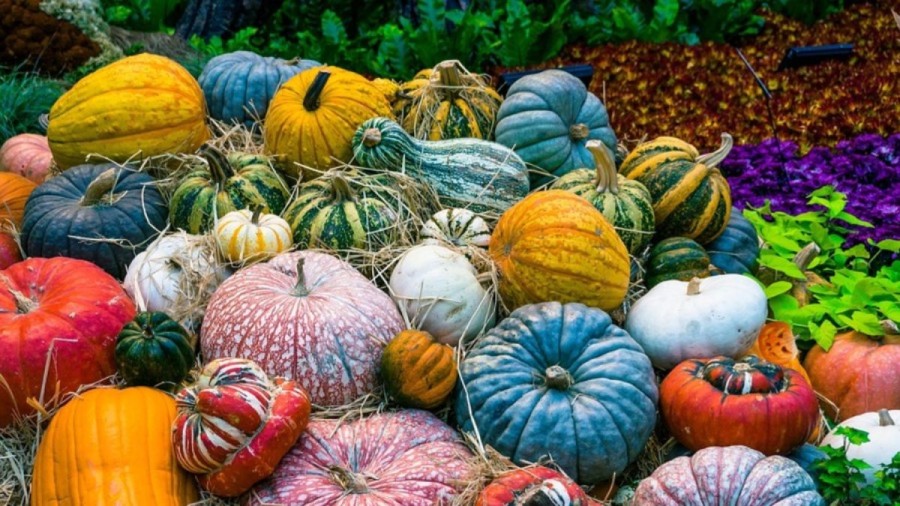 Optical Illusion Challenge: Try to find the Jack-o-lantern among these pumpkins within 12 seconds if you are a good observant