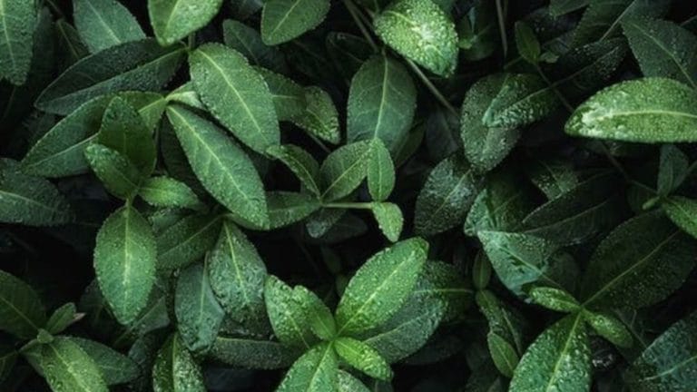 Optical Illusion: Dont Get Closer! There Is Dangerous Green Mamba Hidden Among These Leaves. Can You Catch It Within 12 Seconds?