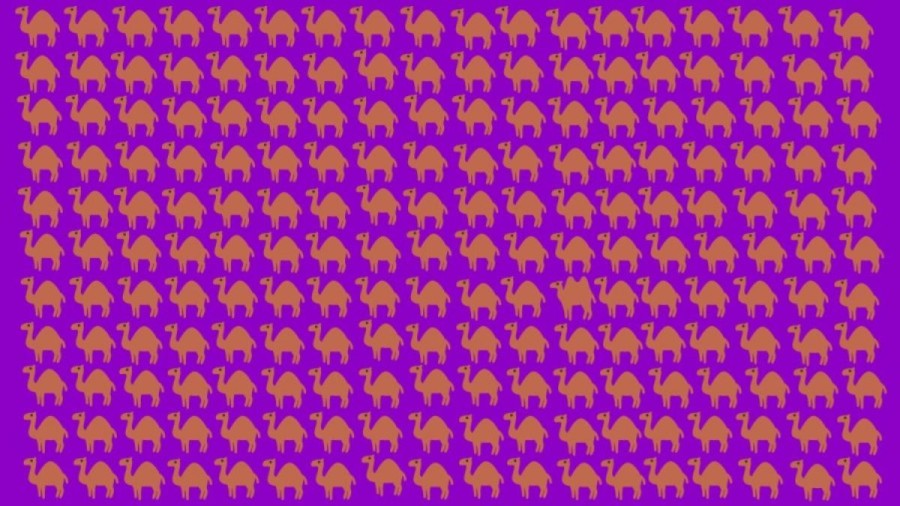 Optical Illusion Eye Test: Can You Identify the Odd Camel in this Picture within 10 Seconds?