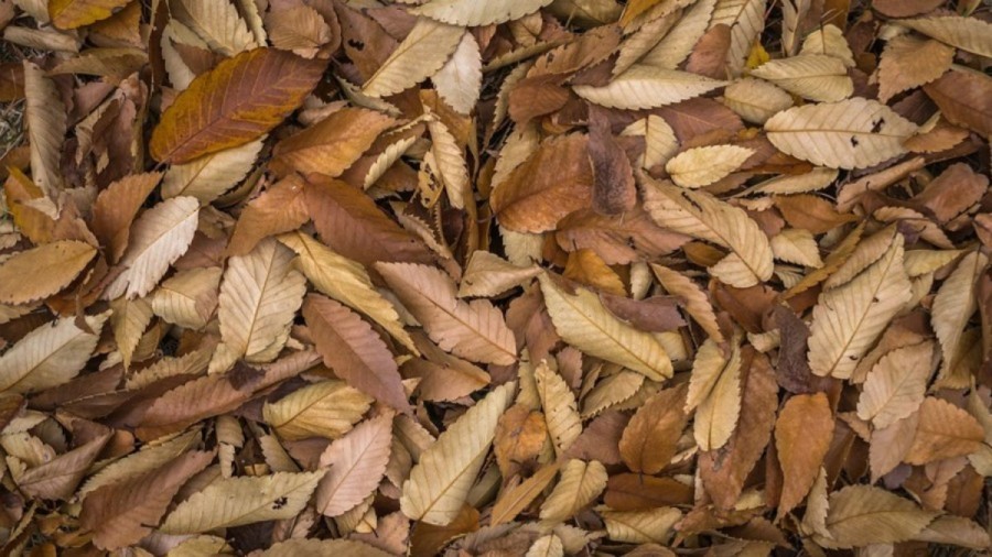 Optical Illusion Eye Test: Can You Spot The Feather Among The Leaves Within 15 Seconds?