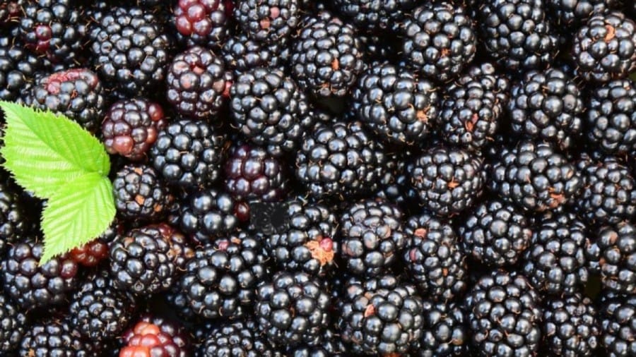 Optical Illusion Eye Test: Find Dewberry among these Blackberries in 15 Seconds