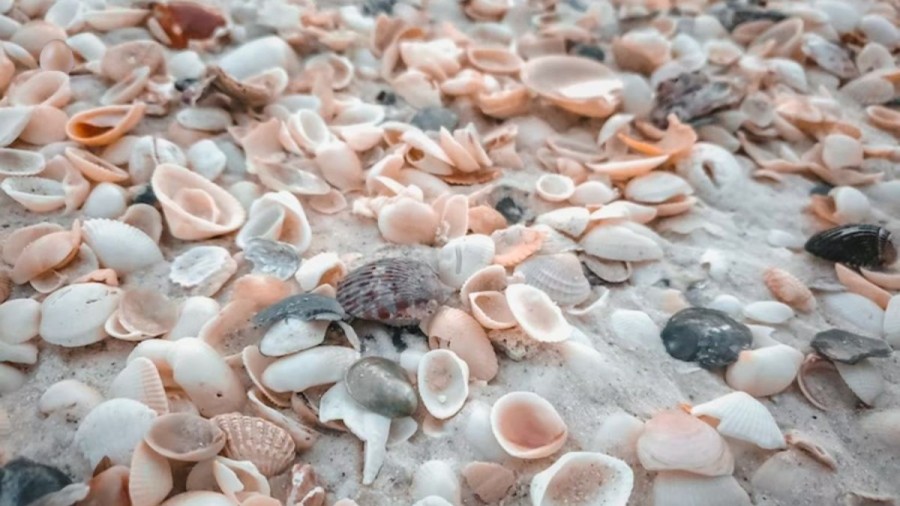 Optical Illusion Eye Test: Spot The Egg Among These Shells Within 18 Seconds And Test Your Vision
