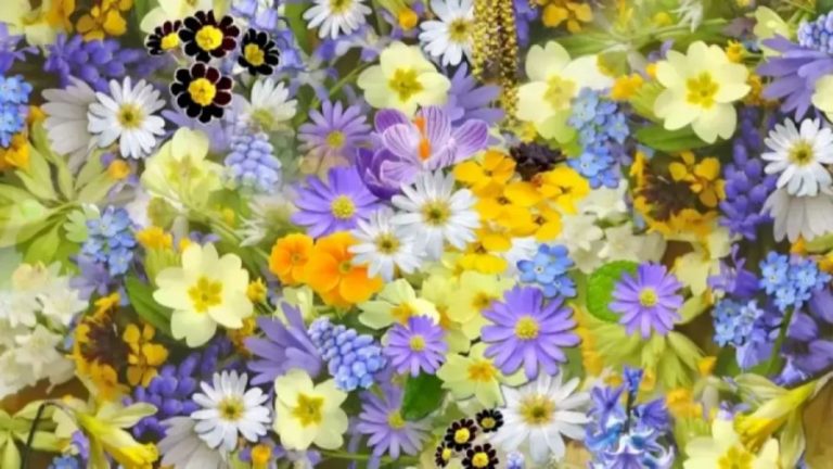 Optical Illusion Eye Test: Spot The Hidden Grape Among These Flowers Within 15 Seconds?