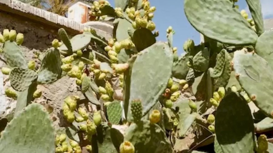 Optical Illusion Eye Test: You Have Sharp Eyes If You Detect The Green Stink Bug In This Image In Less Than 10 Seconds