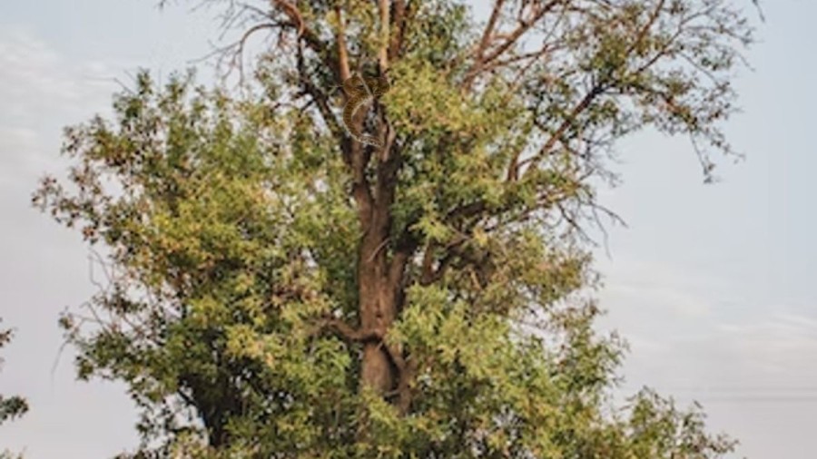Optical Illusion Find And Seek: In Less Than 15 Seconds, Spot The Python In This Tree