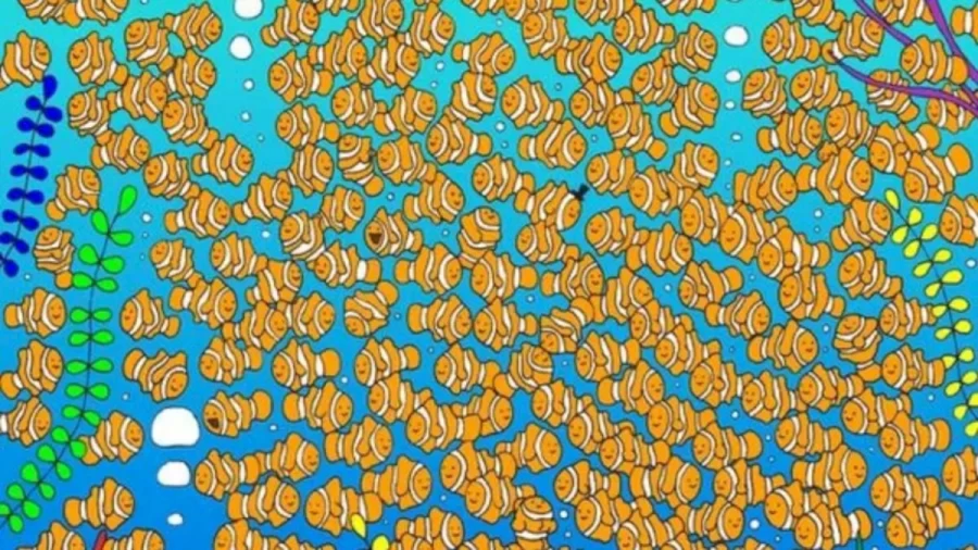 Optical Illusion Find And Seek: Only 10% Can Detect The Goldfish Among These Clownfishes In Less Than 17 Seconds. Can You?