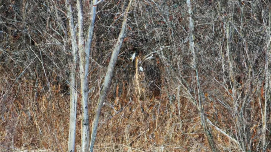 Optical Illusion Find And Seek: The Hidden Deer In This Forest Can Only Be Seen By 10% People. Are You One Of Them?