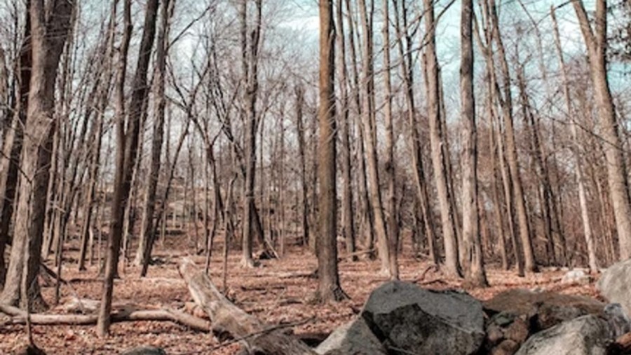 Optical Illusion Find and Seek: Do You See The Groundhog In This Woods?