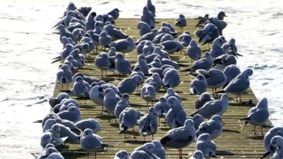Optical Illusion For Brain Test: Crow Among Seagulls! Locate The Crow In This Image Within 16 Seconds
