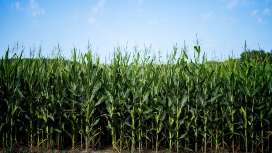 Optical Illusion For IQ Test: Can You Catch The Green Mamba Snake In This Cornfield Within 18 Seconds?