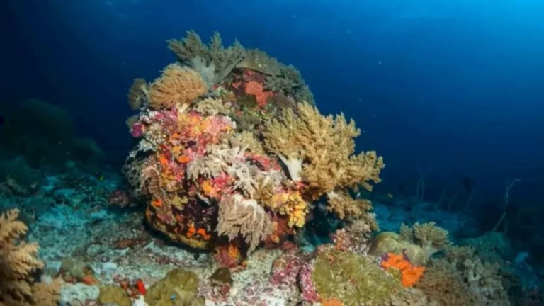 Optical Illusion Hide And Seek: How Long It Took For You To See The Seahorse In This Underwater Image?