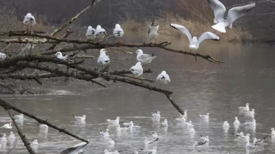 Optical Illusion Hide And Seek: Only 10% Of The People Can Locate The Swan Among These Mediterranean Gulls In This River. Can You?