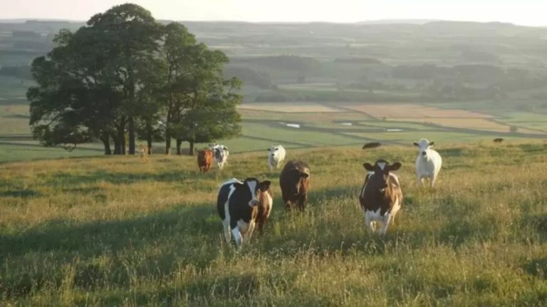 Optical Illusion: The Tiger is Waiting to Hunt the Cows. Can You Find the Tiger in 10 Secs?