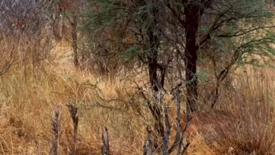 Optical Illusion To Test Your Vision: Can You Locate The Impala Within 13 Seconds?