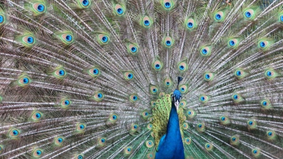 Optical Illusion: You Are Not The Only One Seeing This Beautiful Peacock. It Is Also Seen By A Hidden Eye In This Image. Can You Spot The Hidden Eye?