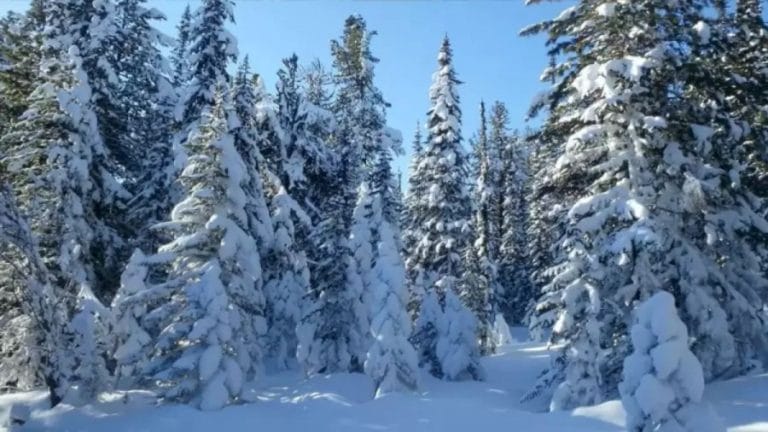 Owl Search Optical Illusion: If You Locate The Owl In This Snow Region In Less Than 16 Seconds, You Have Hawkeyes