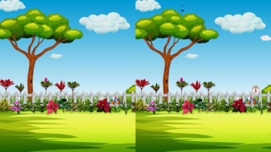 Spot the difference: Only a genius can find the 3 differences in less than 12 seconds!