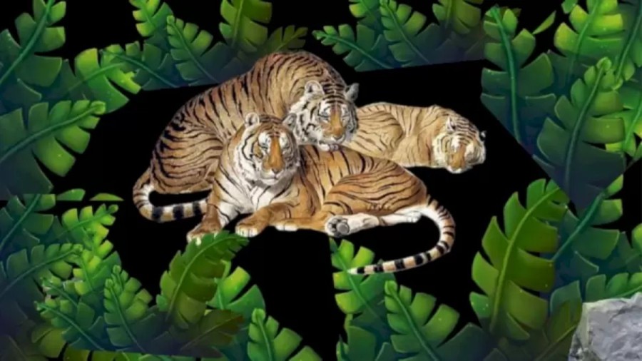 There Is A Brave Zebra Among These Three Tigers. Can You Find The Zebra In This Optical Illusion?