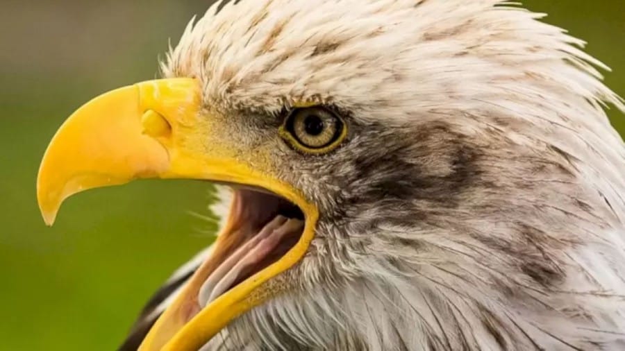 This Eagle in this Optical Illusion Stole a Lemon. Do you see it?