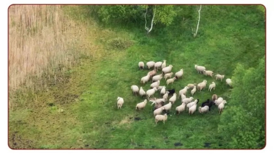 This Sheep Herd Are In Huge Danger. Can You Find The Hidden Wolf In This Optical Illusion?