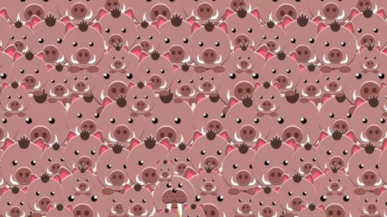 This Walrus Is Well Hidden Among These Hogs In This Optical Illusion. Can You Spot The Walrus?