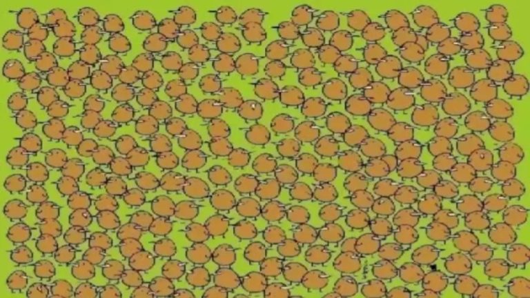 Want To Test Your Vision? Try To Spot The 4 Hidden Kiwis In This Optical Illusion