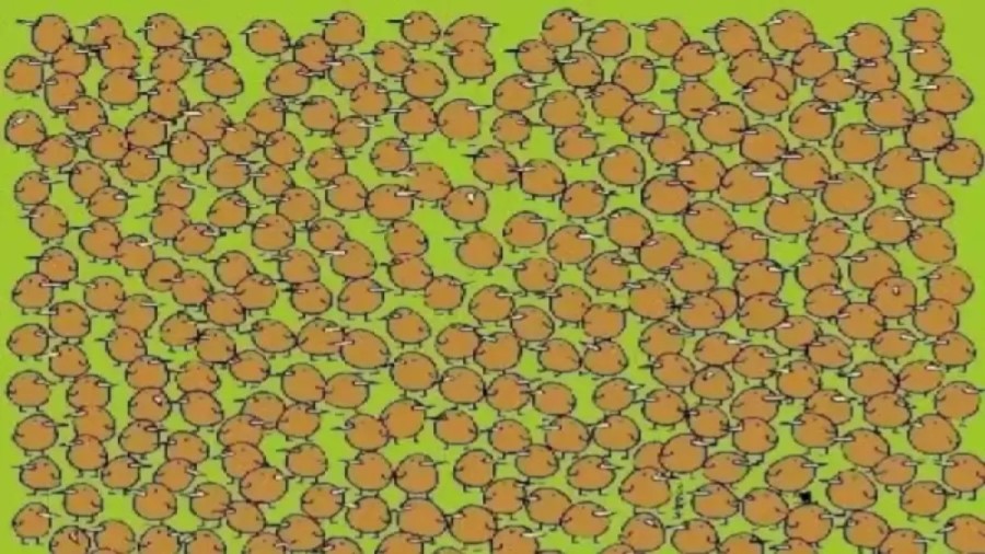 Want To Test Your Vision? Try To Spot The 4 Hidden Kiwis In This Optical Illusion