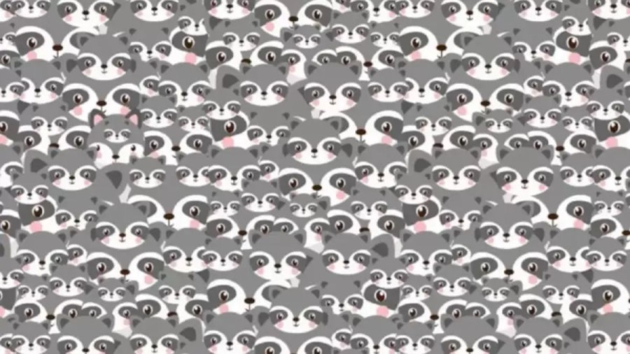 Wolf Search Optical Illusion: Wolf Among Raccoons! Locate The Wolf In Less Than 15 Seconds