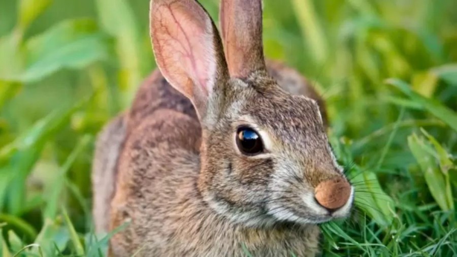 You Are A Genius If You Detect The Walnut Stole By This Rabbit Within 7 Seconds. Solution To This Optical Illusion