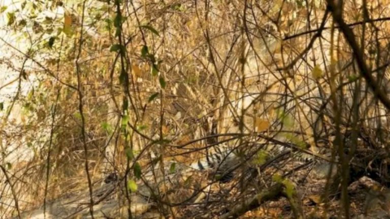 You Need to Look Twice to Locate the Tiger in This Optical Illusion. Give It a Try