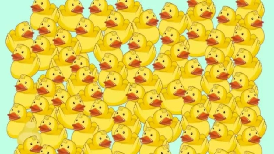 You need to Have Eagle Eyes to Locate the Pear Among these Ducks in this Optical Illusion
