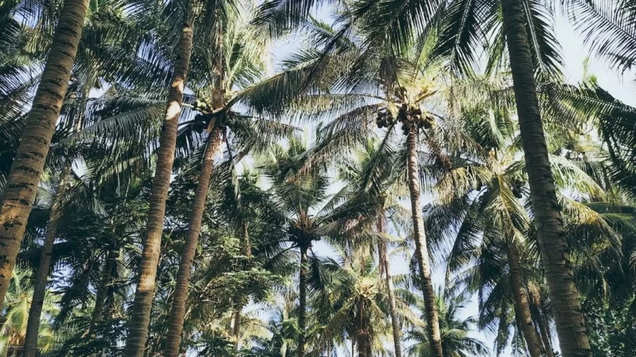 Optical Illusion Eye Test: You Have Eagle Eyes If You Locate The Macaque Monkey Among These Coconut Trees Within 12 Seconds