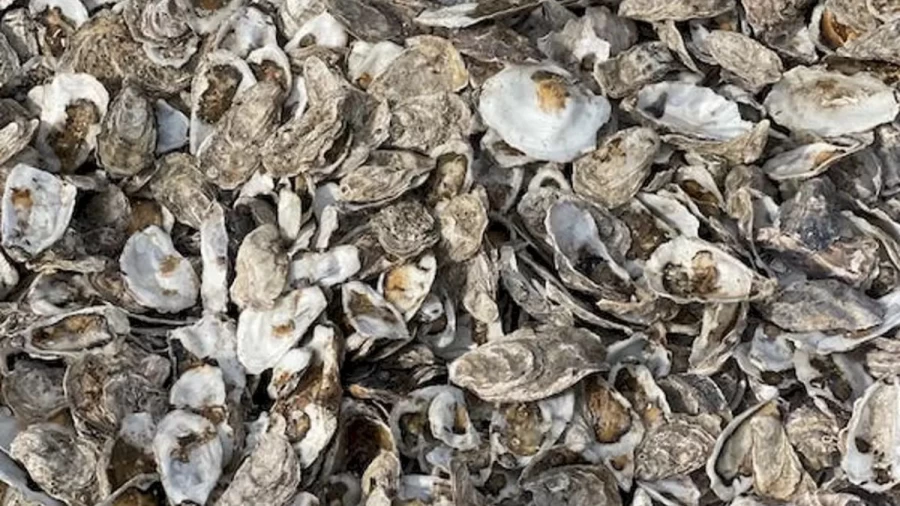 Optical Illusion Challenge: How Long It Took For You To Locate The Dried Fish Among These Mussels Shells?