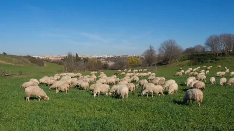 Among These Sheep, There Is An Hidden Wolf In This Optical Illusion. Can You Identify It In Less Than 14 Seconds?