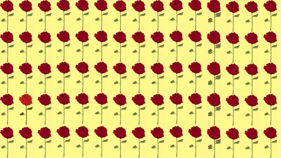 Brain Teaser Eye Test: Which Of These Rose Does Not Fit Here?