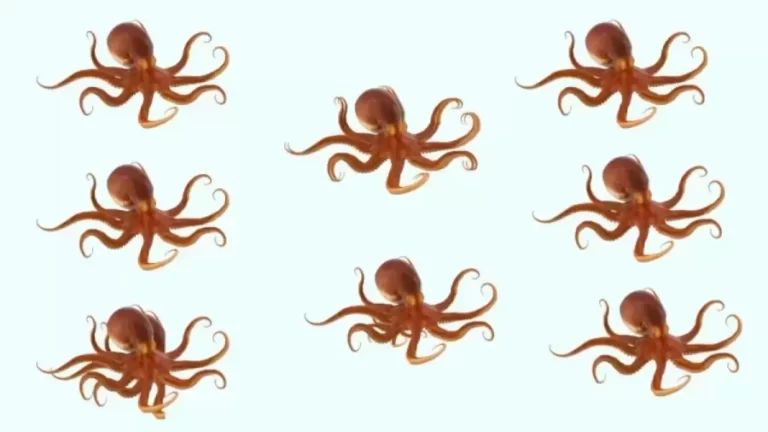 Brain Teaser Observation Test - How Many Octopuses Do You See In This Visual Puzzle?