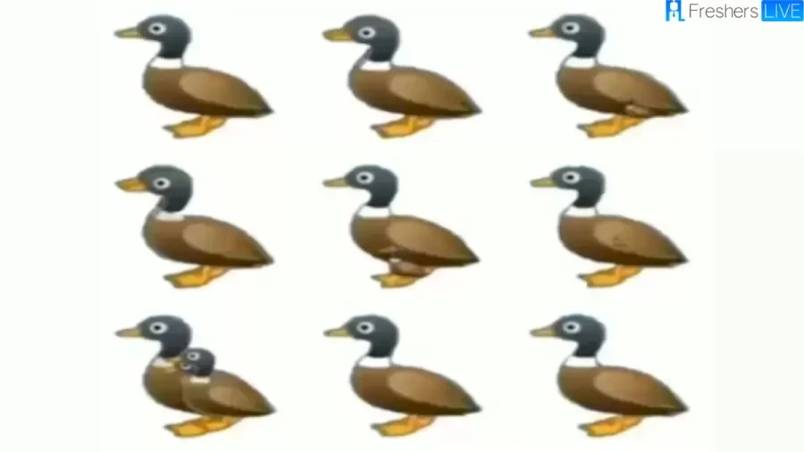 Brain Teaser Of The Day: How Many Ducks Are There In The Picture? Picture Puzzle