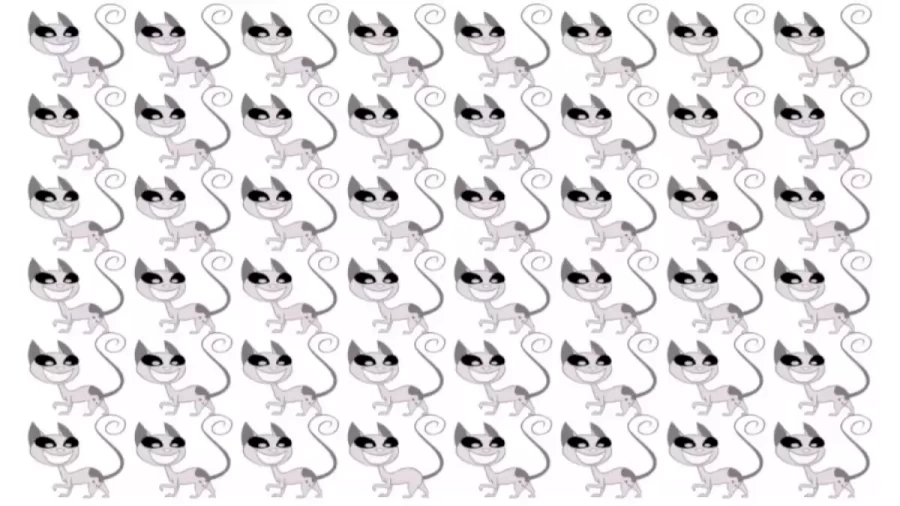 Brain Teaser Picture Puzzle- Which Cat Is Different?