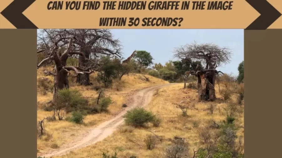 Can You Find The Hidden Giraffe In The Image Within 25 Seconds? Explanation And Solution To The Giraffe Optical Illusion